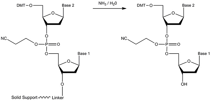 Oligonucleotide